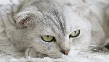 kaiyun-李春郁以领队身份回归永昌：能够回家义不容辞